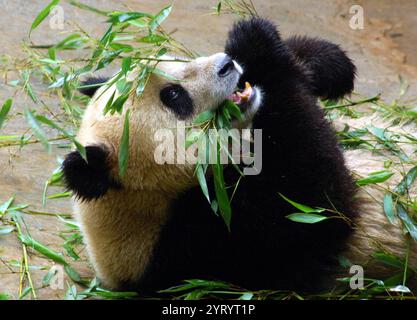 Der Riesenpanda (Ailuropoda melanoleuca), heimisch im Süden Zentralchina. Der Riesenpanda ist ein Blattfresser, mit Bambussprossen und -Blättern, die mehr als 99 % der Nahrung ausmachen Stockfoto