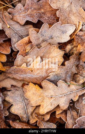 Eisige Eichenblätter fallen vom Baum Stockfoto