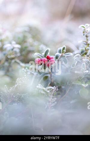 Frostige Preiselbeeren in freier Wildbahn Stockfoto