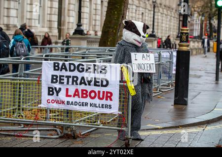 London, Großbritannien. Am 5. Dezember wurden 2024 230.000 Dachse – die Hälfte der geschätzten Population – seit 2012 bei einem gescheiterten Versuch getötet, die TB von Rindern bei Nutzkühen zu bekämpfen. Schützen Sie die verbliebene Wilddachs-Population, bevor es zu spät ist. Wildlife- und Naturaktivisten beschuldigten die Labour-Regierung eines „riesigen Verrats“ wegen ihrer Pläne, die Tötung von Dachsen in England fortzusetzen. Credit: Richard Lincoln/Alamy Live News Stockfoto