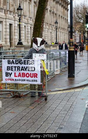 London, Großbritannien. Am 5. Dezember wurden 2024 230.000 Dachse – die Hälfte der geschätzten Population – seit 2012 bei einem gescheiterten Versuch getötet, die TB von Rindern bei Nutzkühen zu bekämpfen. Schützen Sie die verbliebene Wilddachs-Population, bevor es zu spät ist. Wildlife- und Naturaktivisten beschuldigten die Labour-Regierung eines „riesigen Verrats“ wegen ihrer Pläne, die Tötung von Dachsen in England fortzusetzen. Credit: Richard Lincoln/Alamy Live News Stockfoto