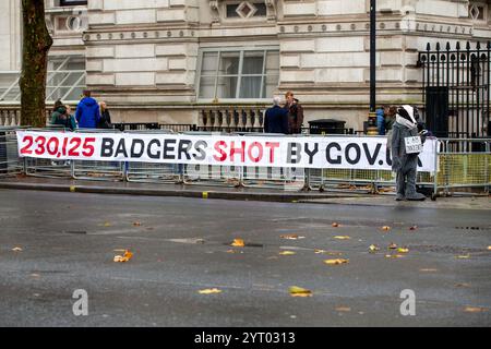 London, Großbritannien. Am 5. Dezember wurden 2024 230.000 Dachse – die Hälfte der geschätzten Population – seit 2012 bei einem gescheiterten Versuch getötet, die TB von Rindern bei Nutzkühen zu bekämpfen. Schützen Sie die verbliebene Wilddachs-Population, bevor es zu spät ist. Wildlife- und Naturaktivisten beschuldigten die Labour-Regierung eines „riesigen Verrats“ wegen ihrer Pläne, die Tötung von Dachsen in England fortzusetzen. Credit: Richard Lincoln/Alamy Live News Stockfoto