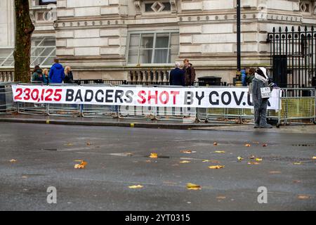 London, Großbritannien. Am 5. Dezember wurden 2024 230.000 Dachse – die Hälfte der geschätzten Population – seit 2012 bei einem gescheiterten Versuch getötet, die TB von Rindern bei Nutzkühen zu bekämpfen. Schützen Sie die verbliebene Wilddachs-Population, bevor es zu spät ist. Wildlife- und Naturaktivisten beschuldigten die Labour-Regierung eines „riesigen Verrats“ wegen ihrer Pläne, die Tötung von Dachsen in England fortzusetzen. Credit: Richard Lincoln/Alamy Live News Stockfoto