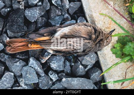 Toter schwarzer Rotstartvogel in einem Garten, Phoenicurus ochruros Stockfoto