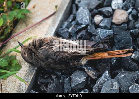 Toter schwarzer Rotstartvogel in einem Garten, Phoenicurus ochruros Stockfoto