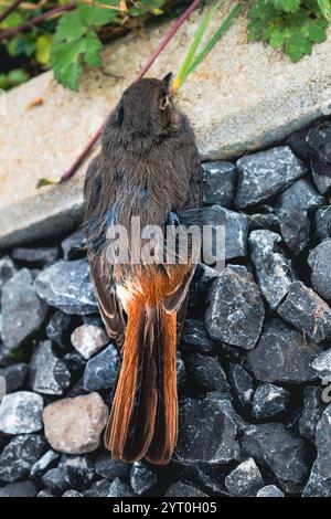 Toter schwarzer Rotstartvogel in einem Garten, Phoenicurus ochruros Stockfoto