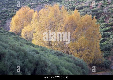 Erlen Alnus glutinosa im Herbst mit gelben Blättern neben Ginster im Norden von Extremadura Stockfoto