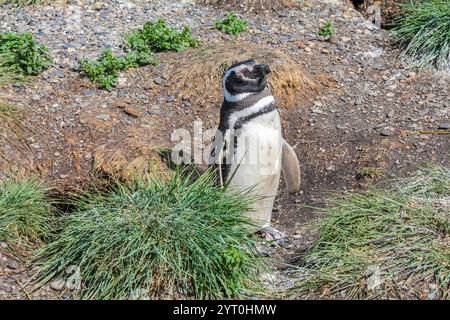 Pinguinkolonie mit Nestern auf der Insel isla Martillo in Argentinien, nahe Ushuaia. Magellan-Pinguin-Kolonialgruppe von flugunfähigen Wasservögeln Antarktis Stockfoto