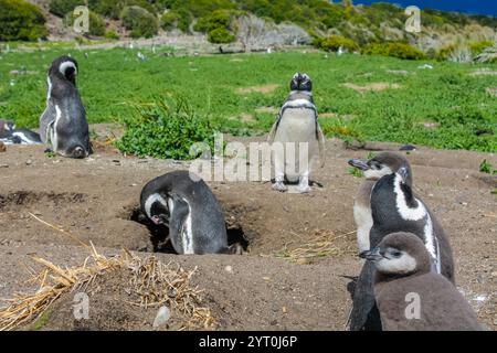 Pinguinkolonie mit Nestern auf der Insel isla Martillo in Argentinien, nahe Ushuaia. Magellan-Pinguin-Kolonialgruppe von flugunfähigen Wasservögeln Antarktis Stockfoto