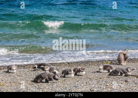 Pinguinkolonie mit Nestern auf der Insel isla Martillo in Argentinien, nahe Ushuaia. Magellan-Pinguin-Kolonialgruppe von flugunfähigen Wasservögeln Antarktis Stockfoto