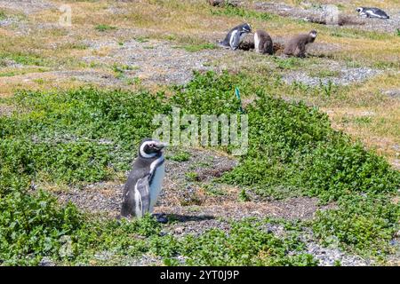 Pinguinkolonie mit Nestern auf der Insel isla Martillo in Argentinien, nahe Ushuaia. Magellan-Pinguin-Kolonialgruppe von flugunfähigen Wasservögeln Antarktis Stockfoto