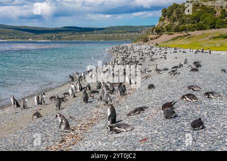 Pinguinkolonie mit Nestern auf der Insel isla Martillo in Argentinien, nahe Ushuaia. Magellan-Pinguin-Kolonialgruppe von flugunfähigen Wasservögeln Antarktis Stockfoto