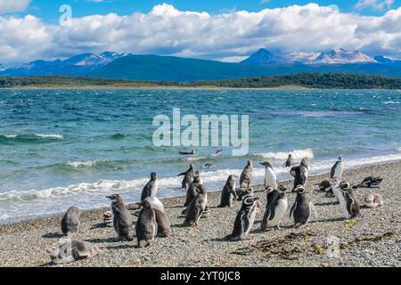 Pinguinkolonie mit Nestern auf der Insel isla Martillo in Argentinien, nahe Ushuaia. Magellan-Pinguin-Kolonialgruppe von flugunfähigen Wasservögeln Antarktis Stockfoto