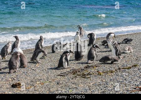 Pinguinkolonie mit Nestern auf der Insel isla Martillo in Argentinien, nahe Ushuaia. Magellan-Pinguin-Kolonialgruppe von flugunfähigen Wasservögeln Antarktis Stockfoto