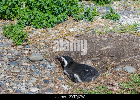 Pinguinkolonie mit Nestern auf der Insel isla Martillo in Argentinien, nahe Ushuaia. Magellan-Pinguin-Kolonialgruppe von flugunfähigen Wasservögeln Antarktis Stockfoto