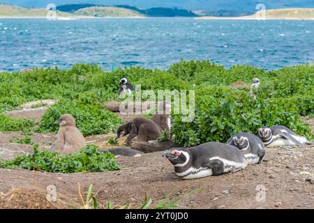 Pinguinkolonie mit Nestern auf der Insel isla Martillo in Argentinien, nahe Ushuaia. Magellan-Pinguin-Kolonialgruppe von flugunfähigen Wasservögeln Antarktis Stockfoto