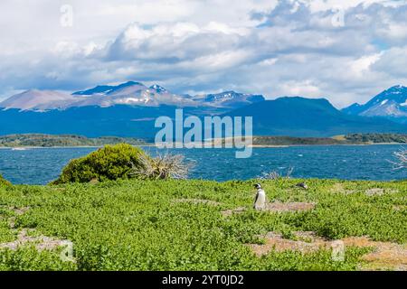 Pinguinkolonie mit Nestern auf der Insel isla Martillo in Argentinien, nahe Ushuaia. Magellan-Pinguin-Kolonialgruppe von flugunfähigen Wasservögeln Antarktis Stockfoto