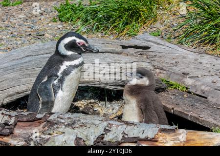 Pinguinkolonie mit Nestern auf der Insel isla Martillo in Argentinien, nahe Ushuaia. Magellan-Pinguin-Kolonialgruppe von flugunfähigen Wasservögeln Antarktis Stockfoto