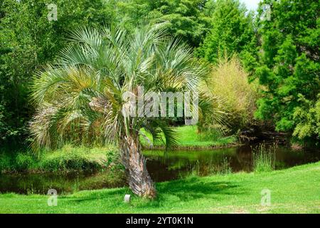 Eine Weinpalme, Butia capitata, auch bekannt als Jelly Palm, gebürtig in Brasilien, Uruguay und Argentinien, wächst im Golden Valley Tree Park in Westaustralien. Stockfoto