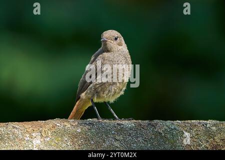 Schwarzer Rotstartweibchen (Phoenicurus ochruros) an einer alten verwitterten Wand Stockfoto