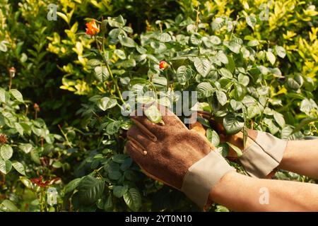 Mann, der Arbeitshandschuhe trägt, arbeitet an einem Rosenstrauch an einem sonnigen Tag Stockfoto