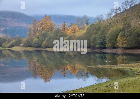 Reflexionen herbstlicher Lärchenbäume im Talybont Reservoir im Brecon Beacons (Bannau Brycheiniog) National Park, Powys, Wales, Großbritannien. Herbst (Novembe Stockfoto