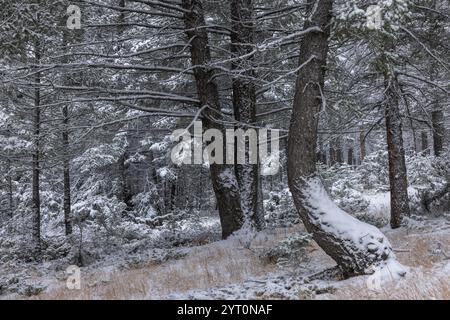 Schneebedeckte Kiefernwälder in den Kanadischen Rockies, Banff National Park, Alberta, Kanada. Herbst (Oktober) 2024. Stockfoto