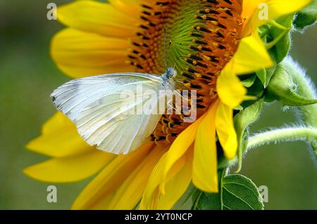 Ein weißer Schmetterling sitzt auf einer gelben Blume. Die Blüte ist gelb und hat eine braune Mitte Stockfoto