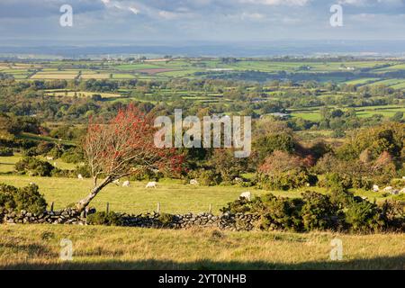 Mit roten Beeren bewachsener Baum und Trockenmauer im Dartmoor National Park, Devon, England. Herbst (September) 2024. Stockfoto