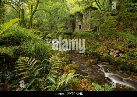 Die verlassenen Ruinen der Pulverfabrik im Kennall Vale Nature Reserve bei Ponsanooth in Cornwall, England. Herbst (September) 2024. Stockfoto