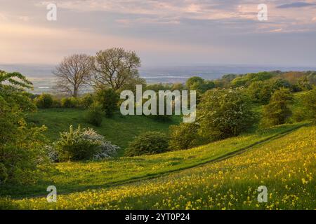 Der Fernwanderweg Cotswold Way führt durch eine Wildblumenwiese in der Nähe des Broadway Tower in den Cotswolds, Worcestershire, England. Feder (Ma Stockfoto