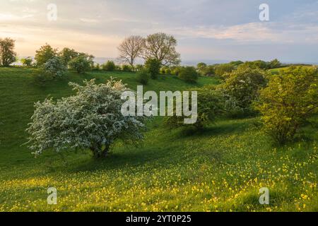 Cotswolds Wiese in der Nähe des Broadway Tower im Frühling, Worcestershire, England. Frühjahr (Mai) 2024. Stockfoto