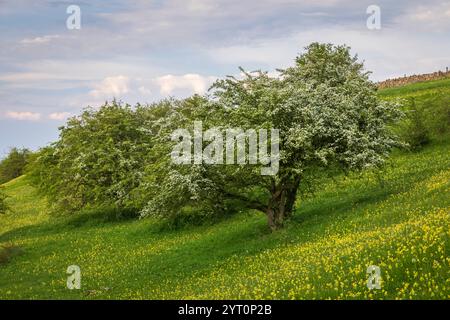 Weißdornbaum in Blüte auf einer Cotswolds Wiese, Worcestershire, England. Frühjahr (Mai) 2024. Stockfoto