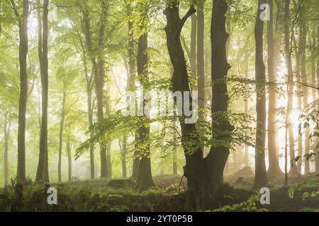 Frühlingslaub in einem nebeligen Laubwald, Devon, England. Frühjahr (Mai) 2024. Stockfoto