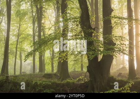 Frühlingslaub in einem nebeligen Laubwald, Devon, England. Frühjahr (Mai) 2024. Stockfoto