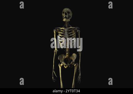 Menschliches Skelett auf schwarzem Hintergrund. Anatomie Stockfoto