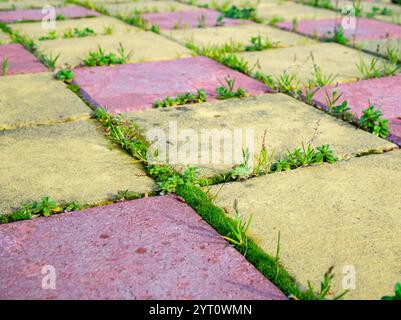 Grünes Gras wächst zwischen den Nähten von Pflasterplatten Stockfoto