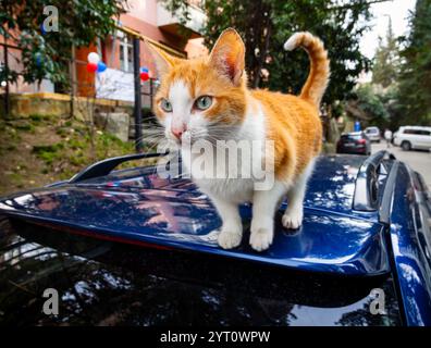 Katze auf dem Dach eines Autos Stockfoto