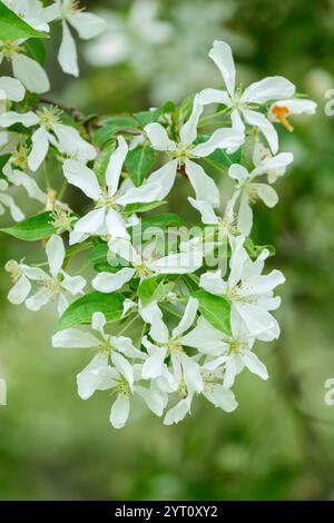 Malus baccata var. Mandshurica - Mandschurische sibirische Krabben-Apfelblüte Stockfoto