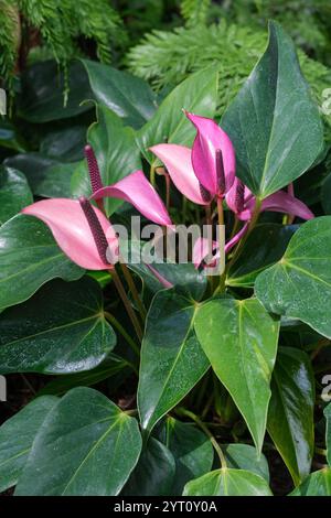 Anthurium Zizou, Flamingoblume, herzförmige Blätter, rosa stachelartige Spadices Stockfoto