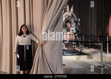 New York, USA. Dezember 2024. Ein Mitarbeiter des American Museum of Natural History enthüllt das Skelett eines Stegosaurus mit dem Spitznamen „Apex“. Ein Skelett eines vor wenigen Monaten versteigerten Stegosaurus für die Rekordsumme von 45 Millionen Dollar (rund 40 Millionen Euro) ist heute im New Yorker Natural History Museum ausgestellt. Quelle: Christina Horsten/dpa/Alamy Live News Stockfoto