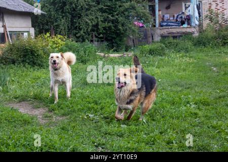 In einem üppig grünen Grasfeld vor einem schönen Haus laufen zwei energiegeladene Hunde fröhlich herum und spielen zusammen Stockfoto