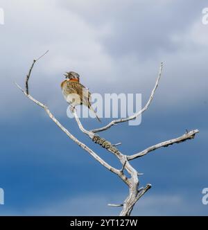 Singender männlicher Rufous-Kragen-Spatzen oder Andenspatzen Zonotrichia capensis in den Torres del Paine von Patagonien im Süden Chiles Stockfoto