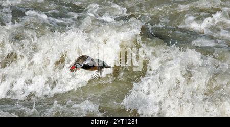Torrent Duck drake Merganetta armata, der aus den Wildwasserschnellen eines schnell fließenden Bergflusses in den chilenischen Anden Torres del Paine entspringt Stockfoto