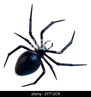 3D-Rendering einer schwarzen Witwenspinne oder eines Latrodectus oder einer echten Witwe auf weißem Hintergrund Stockfoto