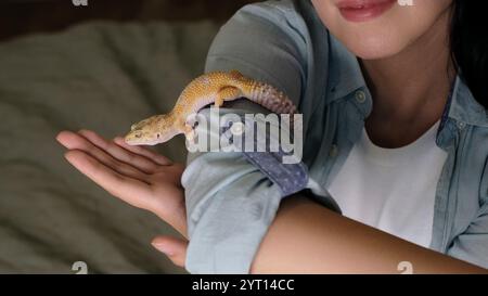Ein Gecko sitzt auf dem gerollten Ärmel einer Frau und beobachtet ihre Hand darunter. Dies fängt das Vertrauen und die Neugier exotischer Tiere ein, wenn sie mit ihnen versorgt werden Stockfoto