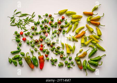 Sammlung verschiedener Paprika-Arten Stockfoto