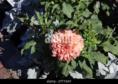 Einzelne große rosafarbene Blüte gegen dunkelgrüne Blätter Stockfoto