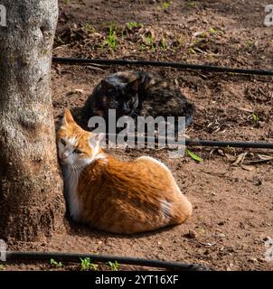 Eine Katze im Freien sonnt sich auf dem leeren Gartenboden und genießt die Sonne in Ronda, Spanien. Stockfoto