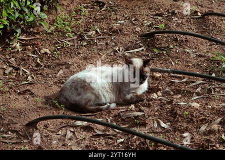 Eine Katze im Freien sonnt sich auf dem leeren Gartenboden und genießt die Sonne in Ronda, Spanien. Stockfoto